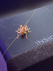 Camptonotus carolinensis