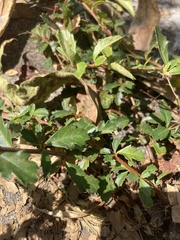 Rhamnaceae