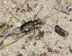 Cicindela scutellaris