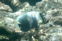 Chaetodon reticulatus