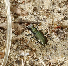 Cicindela scutellaris