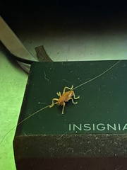 Camptonotus carolinensis