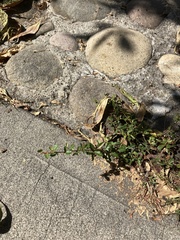 Rhamnaceae
