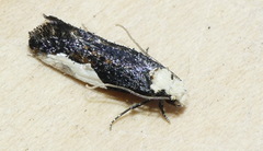 Monopis longella