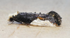 Monopis longella