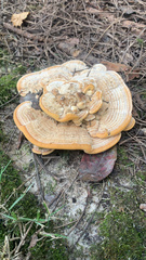 Bondarzewia berkeleyi
