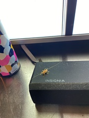 Camptonotus carolinensis