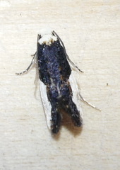 Monopis longella