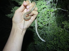 Thamnophis proximus rubrilineatus