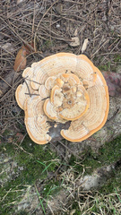 Bondarzewia berkeleyi