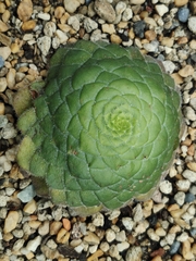 Aeonium tabuliforme