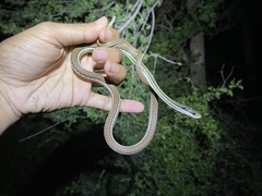 Thamnophis proximus rubrilineatus