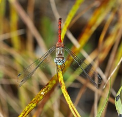 Sympetrum ambiguum