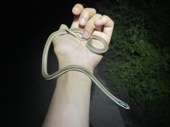 Thamnophis proximus rubrilineatus