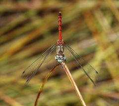 Sympetrum ambiguum