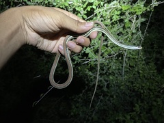 Thamnophis proximus rubrilineatus