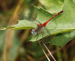 Sympetrum ambiguum