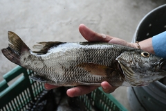 Lutjanus novemfasciatus