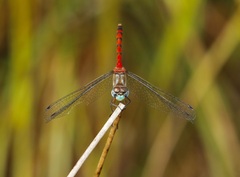 Sympetrum ambiguum