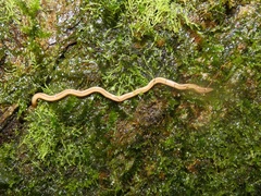 Geonemertes pelaensis