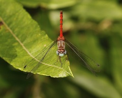 Sympetrum ambiguum
