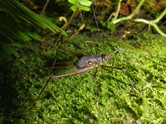 Phalangopsis