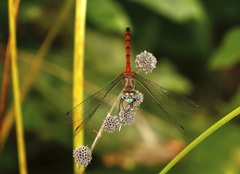 Sympetrum ambiguum
