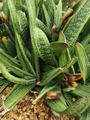 Gasteria carinata