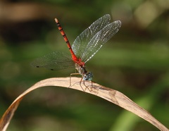Sympetrum ambiguum