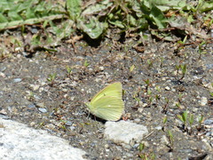 Colias alexandra