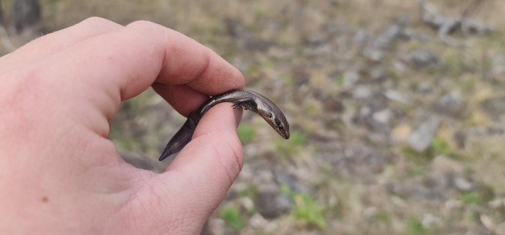 Red-throated Skink