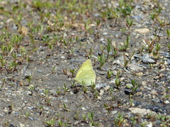 Colias alexandra