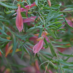 Eremophila