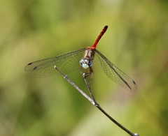 Sympetrum ambiguum