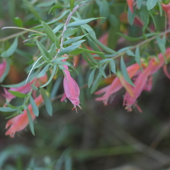Eremophila