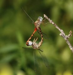 Sympetrum ambiguum