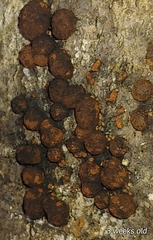 Hypoxylon fragiforme