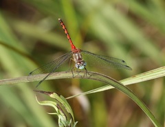 Sympetrum ambiguum