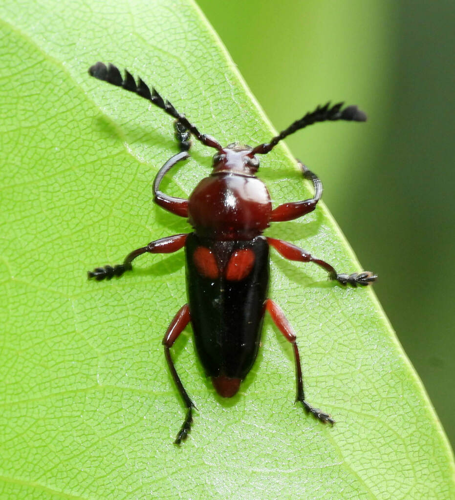 Lissonotini