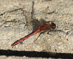 Sympetrum obtrusum