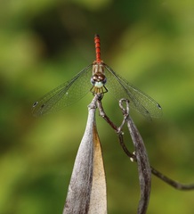 Sympetrum ambiguum