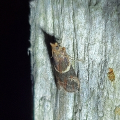 Moodna ostrinella