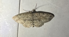 Melanolophia canadaria