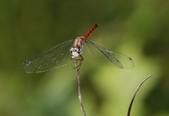 Sympetrum ambiguum