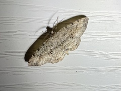 Melanolophia canadaria