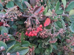 Cotoneaster coriaceus