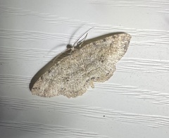 Melanolophia canadaria