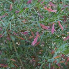 Eremophila
