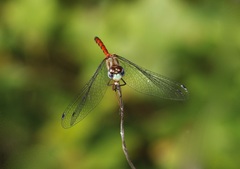 Sympetrum ambiguum