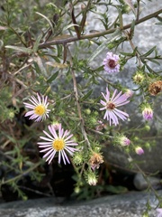Symphyotrichum